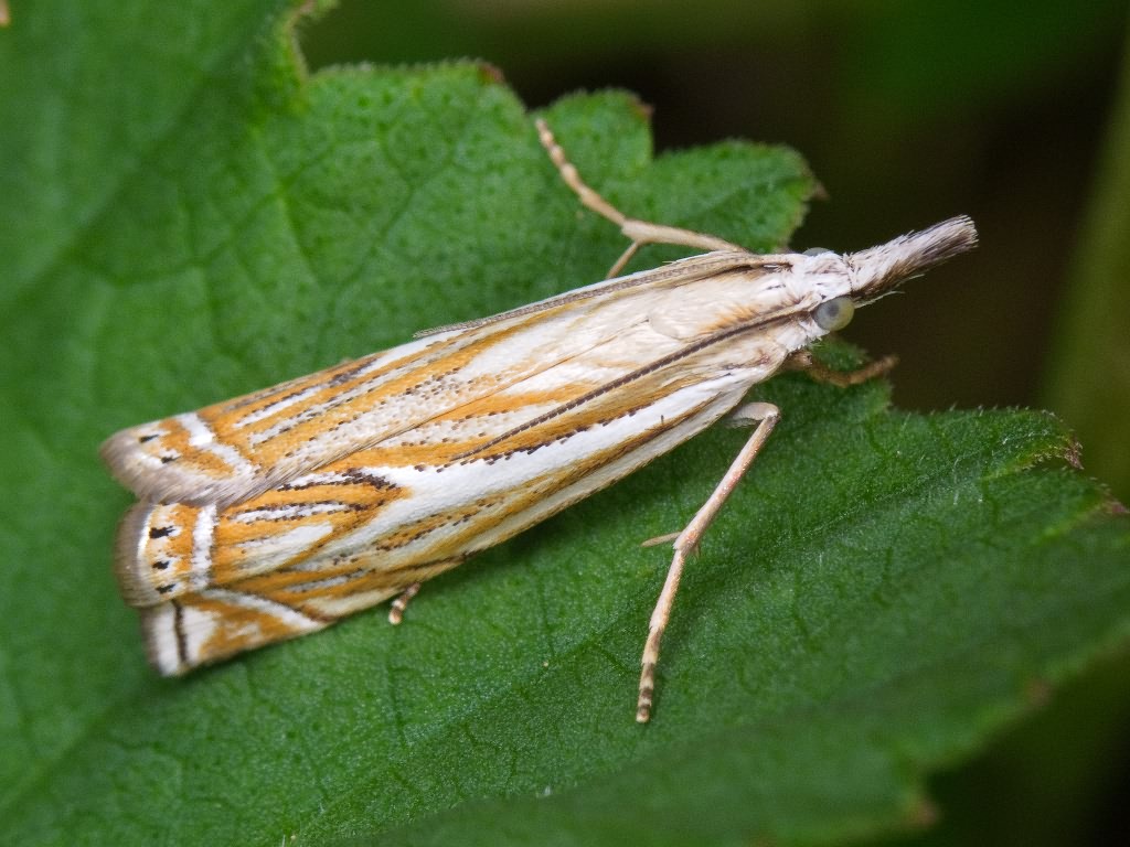 Crambus lathoniellus